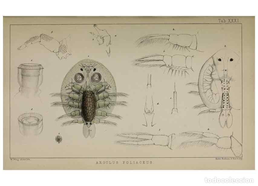 Sammeln von Zeitschriften und Zeitungen: Reproducci&oacute;n/Reproduction 49691312036: The natural history of the British Entomostraca.. London,The