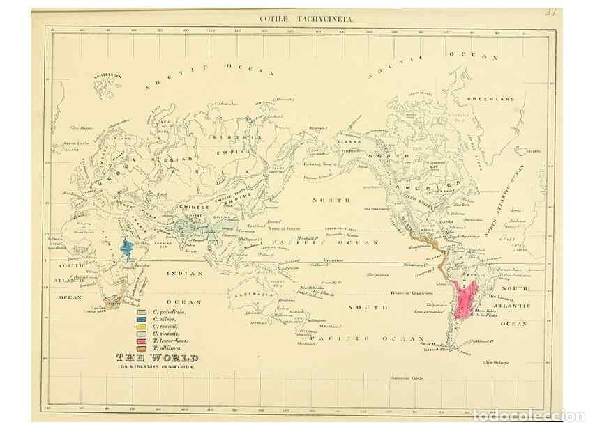 Sammeln von Zeitschriften und Zeitungen: Reproducci&oacute;n/Reproduction 49522108638: A monograph of the Hirundinidae or family of swallows. London