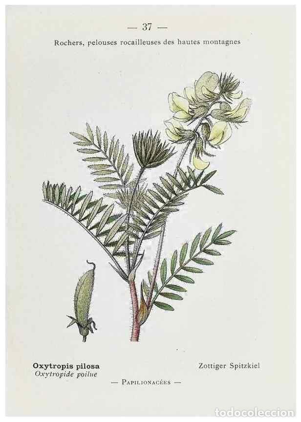 Sammeln von Zeitschriften und Zeitungen: Reproducci&oacute;n/Reproduction 49345720547: Nouvelle flore colori&eacute;e de poche des Alpes et des Pyr&eacute;n&eacute;es..