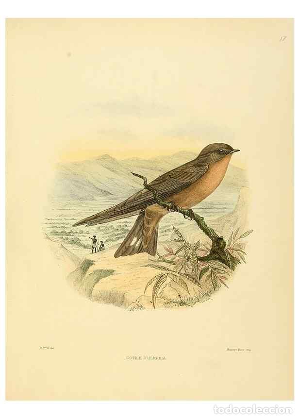 Sammeln von Zeitschriften und Zeitungen: Reproducci&oacute;n/Reproduction 49522105558: A monograph of the Hirundinidae or family of swallows. London