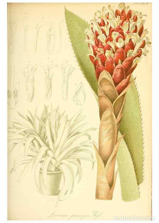Sammeln von Zeitschriften und Zeitungen: Reproducci&oacute;n/Reproduction 49717086902: Gartenflora.. Erlangen :F. Enke,1852-1940.. - Deutsche Garten