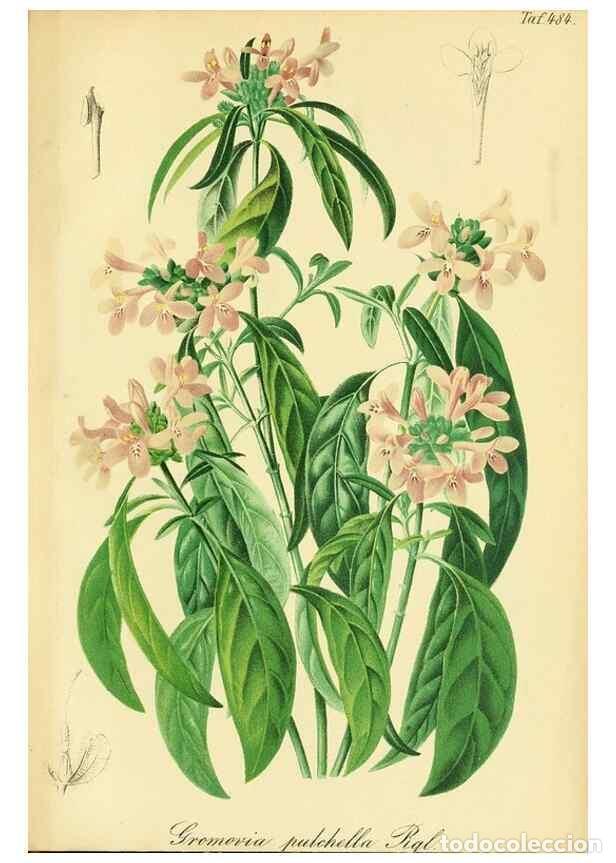 Sammeln von Zeitschriften und Zeitungen: Reproducci&oacute;n/Reproduction 49691709231: Gartenflora.. Erlangen :F. Enke,1852-1940.. - Deutsche Garten