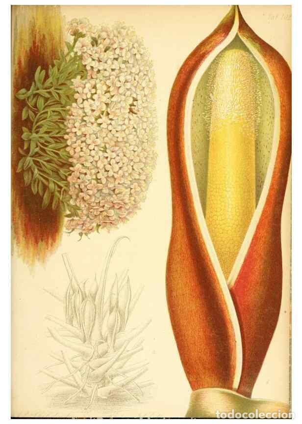 Sammeln von Zeitschriften und Zeitungen: Reproducci&oacute;n/Reproduction 49716773716: Gartenflora.. Erlangen :F. Enke,1852-1940.. - Deutsche Garten