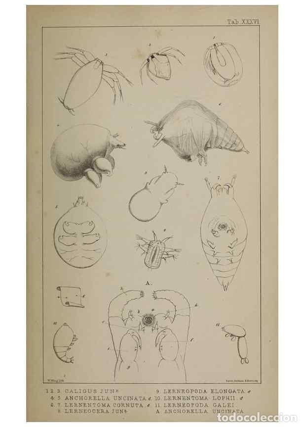 Sammeln von Zeitschriften und Zeitungen: Reproducci&oacute;n/Reproduction 49690777288: The natural history of the British Entomostraca.. London,The