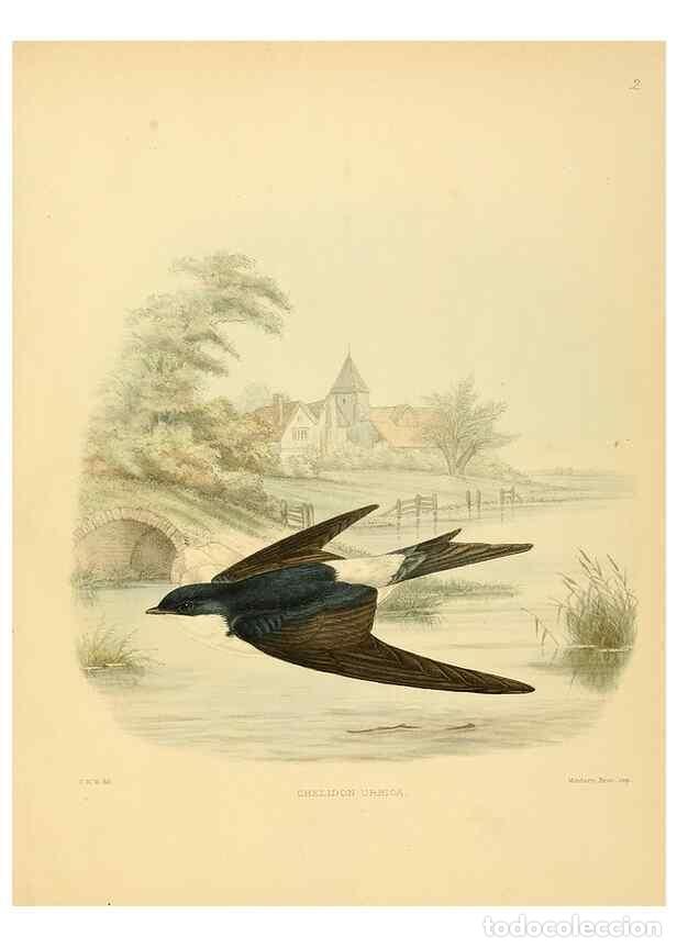 Sammeln von Zeitschriften und Zeitungen: Reproducci&oacute;n/Reproduction 49522839822: A monograph of the Hirundinidae or family of swallows. London