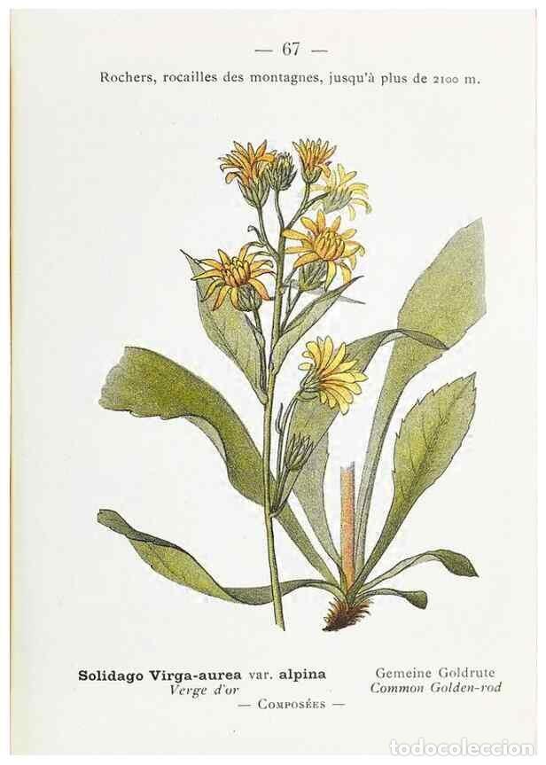 Sammeln von Zeitschriften und Zeitungen: Reproducci&oacute;n/Reproduction 49345073523: Nouvelle flore colori&eacute;e de poche des Alpes et des Pyr&eacute;n&eacute;es..