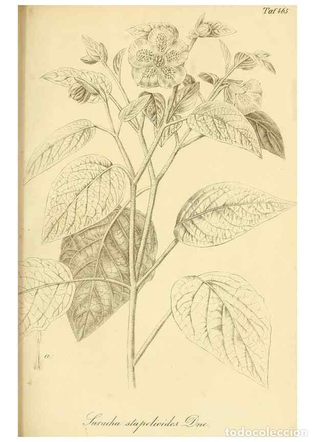 Sammeln von Zeitschriften und Zeitungen: Reproducci&oacute;n/Reproduction 49691166178: Gartenflora.. Erlangen :F. Enke,1852-1940.. - Deutsche Garten