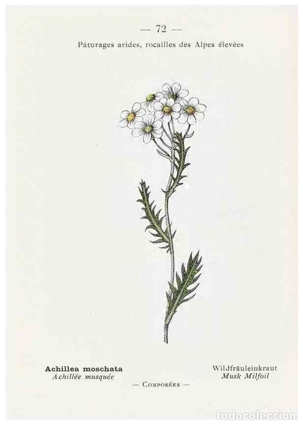 Sammeln von Zeitschriften und Zeitungen: Reproducci&oacute;n/Reproduction 49345536386: Nouvelle flore colori&eacute;e de poche des Alpes et des Pyr&eacute;n&eacute;es..