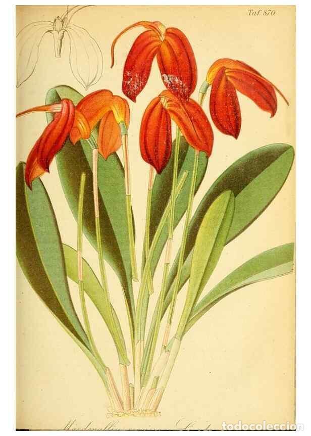 Sammeln von Zeitschriften und Zeitungen: Reproducci&oacute;n/Reproduction 49705057893: Gartenflora.. Erlangen :F. Enke,1852-1940.. - Deutsche Garten