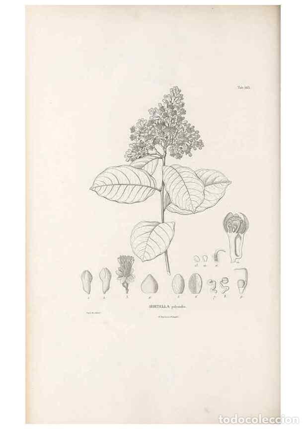 Sammeln von Zeitschriften und Zeitungen: Reproducci&oacute;n/Reproduction 49521993577: Nova genera et species plantarum :. Antverpiae :Ex officina C