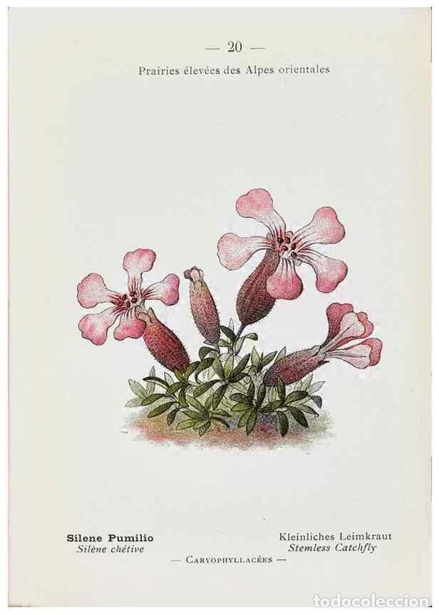 Colecionismo de Revistas e Jornais: Reproducci&oacute;n/Reproduction 49345713632: Nouvelle flore colori&eacute;e de poche des Alpes et des Pyr&eacute;n&eacute;es..