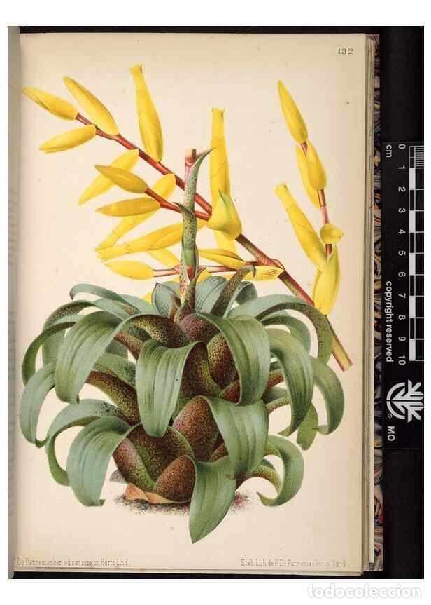 Colecionismo de Revistas e Jornais: Reproducci&oacute;n/Reproduction 49690897871: L'Illustration horticole :. Gand, Belgium :Imprimerie et lith