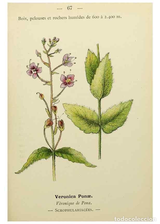 Colecionismo de Revistas e Jornais: Reproducci&oacute;n/Reproduction 49345421096: Nouvelle flore colori&eacute;e de poche des Alpes et des Pyr&eacute;n&eacute;es..