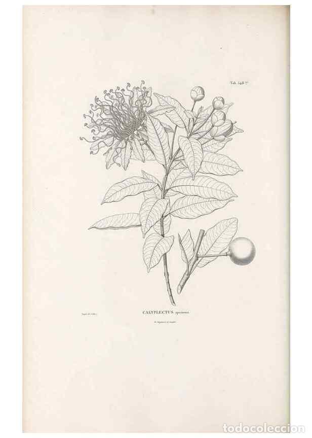 Colecionismo de Revistas e Jornais: Reproducci&oacute;n/Reproduction 49521774711: Nova genera et species plantarum :. Antverpiae :Ex officina C