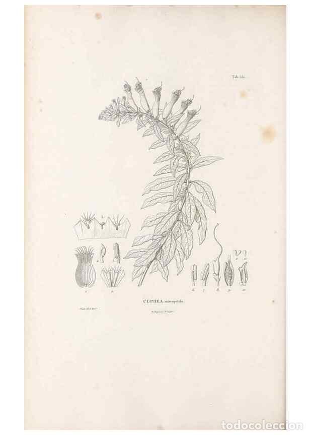 Colecionismo de Revistas e Jornais: Reproducci&oacute;n/Reproduction 49521252798: Nova genera et species plantarum :. Antverpiae :Ex officina C