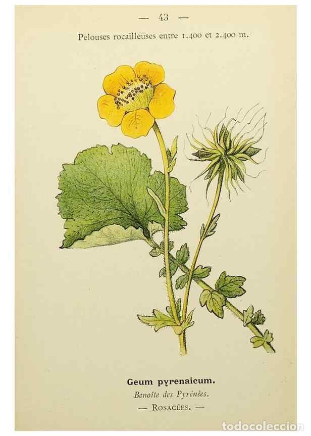 Colecionismo de Revistas e Jornais: Reproducci&oacute;n/Reproduction 49345403996: Nouvelle flore colori&eacute;e de poche des Alpes et des Pyr&eacute;n&eacute;es..