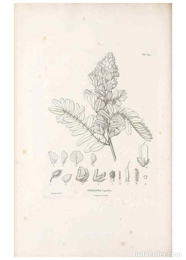 Collectionnisme de Revues et Journaux: Reproducci&oacute;n/Reproduction 49522000137: Nova genera et species plantarum :. Antverpiae :Ex officina C