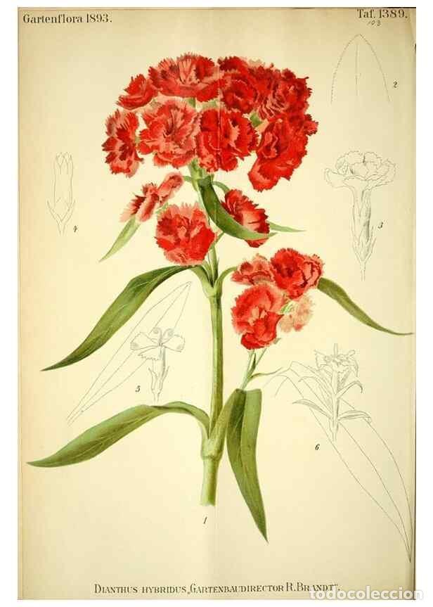 Collectionnisme de Revues et Journaux: Reproducci&oacute;n/Reproduction 49721308911: Gartenflora.. Erlangen :F. Enke,1852-1940.. - Deutsche Garten