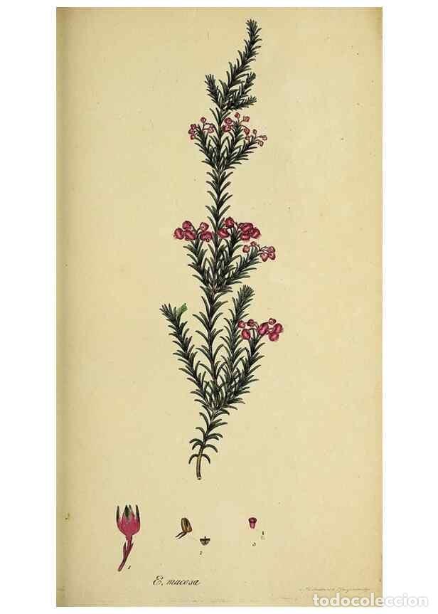 Collectionnisme de Revues et Journaux: Reproducci&oacute;n/Reproduction 49720646371: The heathery, or, A monograph of the genus Erica :. London :H