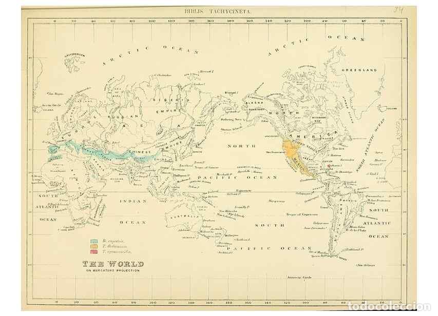 Collectionnisme de Revues et Journaux: Reproducci&oacute;n/Reproduction 49522846412: A monograph of the Hirundinidae or family of swallows. London