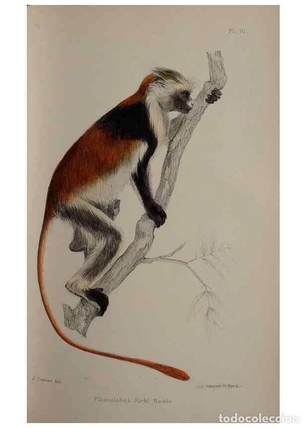 Collectionnisme de Revues et Journaux: Reproducci&oacute;n/Reproduction 49525613087: Faune de la S&eacute;n&eacute;gambie. Paris :O. Doin,1883-1887.. - Rochebru