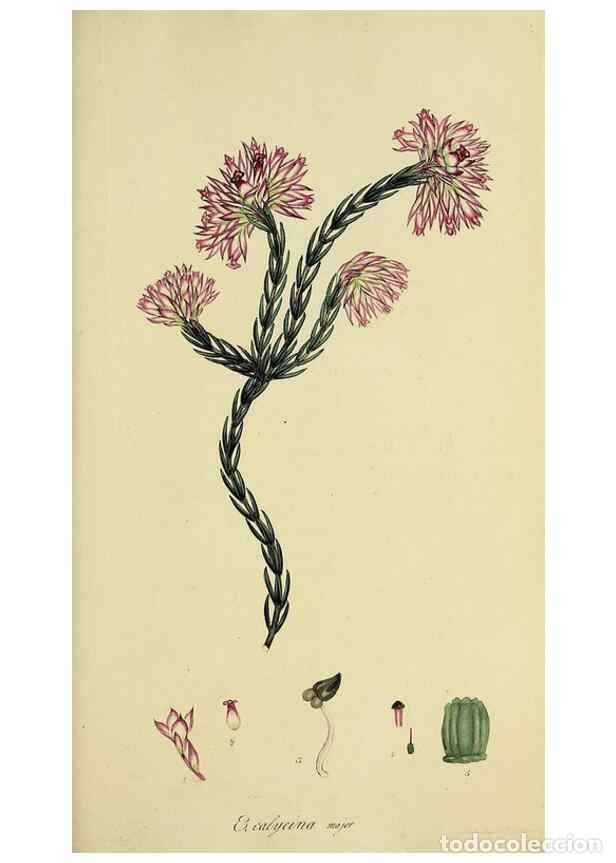 Collectionnisme de Revues et Journaux: Reproducci&oacute;n/Reproduction 49720640216: The heathery, or, A monograph of the genus Erica :. London :H