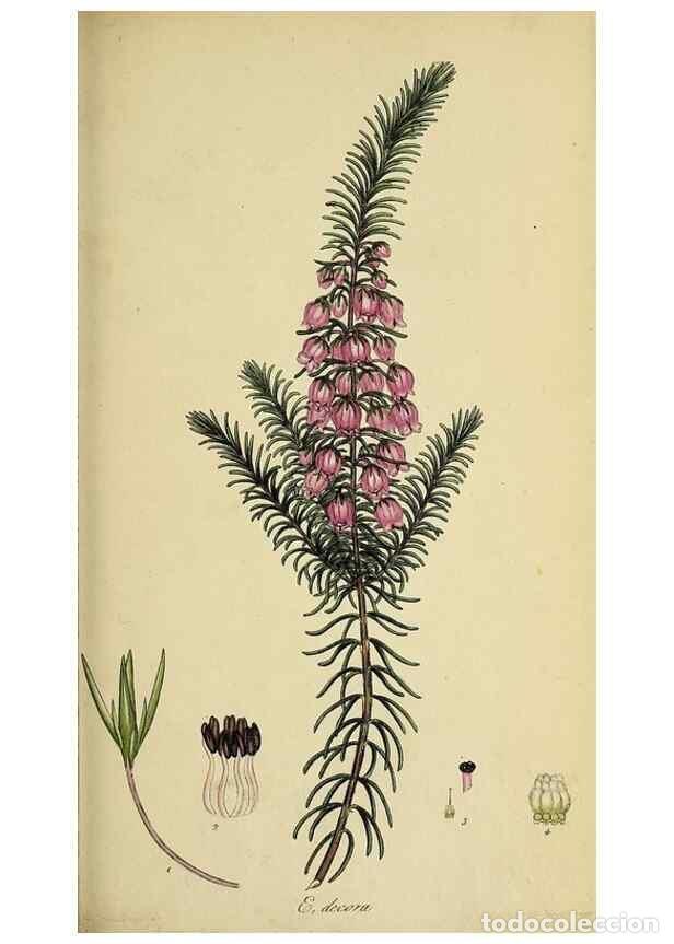 Collectionnisme de Revues et Journaux: Reproducci&oacute;n/Reproduction 49720105363: The heathery, or, A monograph of the genus Erica :. London :H