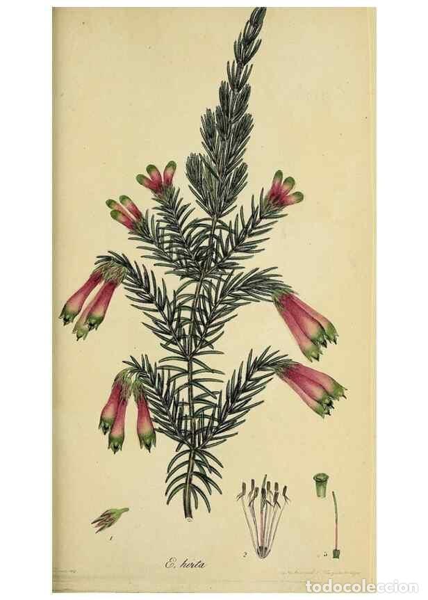 Collectionnisme de Revues et Journaux: Reproducci&oacute;n/Reproduction 49720643341: The heathery, or, A monograph of the genus Erica :. London :H
