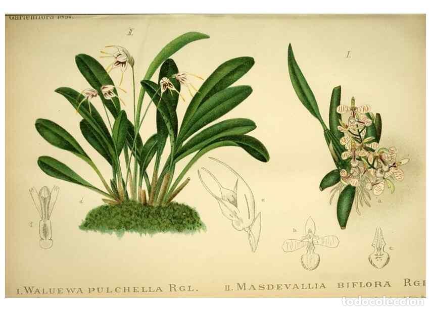 Collection Magazines and Newspapers: Reproducci&oacute;n/Reproduction 49717866766: Gartenflora.. Erlangen :F. Enke,1852-1940.. - Deutsche Garten