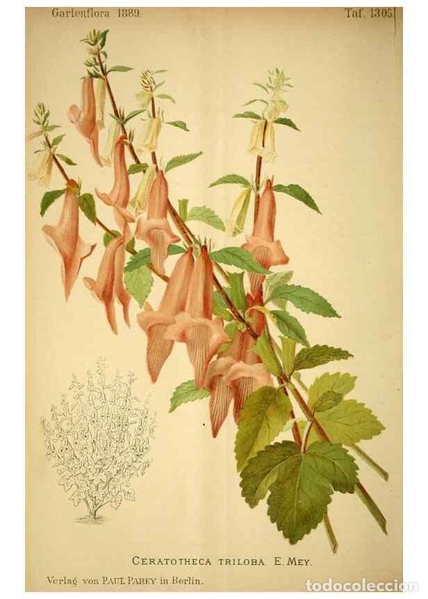 Collection Magazines and Newspapers: Reproducci&oacute;n/Reproduction 49717713401: Gartenflora.. Erlangen :F. Enke,1852-1940.. - Deutsche Garten