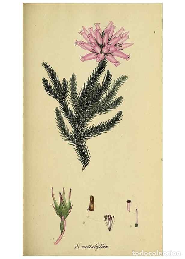 Sammeln von Zeitschriften und Zeitungen: Reproducci&oacute;n/Reproduction 49720196098: The heathery, or, A monograph of the genus Erica :. London :H