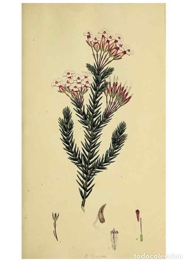 Sammeln von Zeitschriften und Zeitungen: Reproducci&oacute;n/Reproduction 49720189613: The heathery, or, A monograph of the genus Erica :. London :H