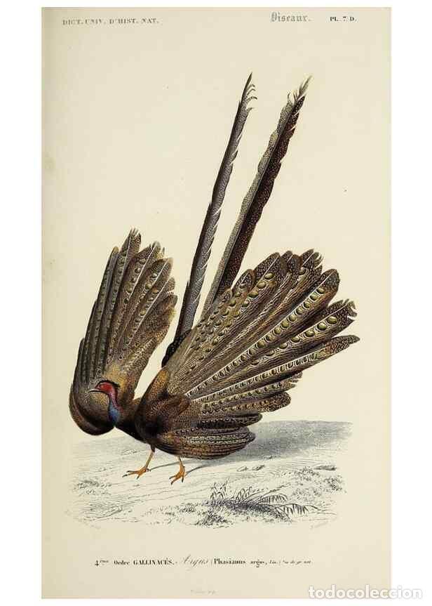 Sammeln von Zeitschriften und Zeitungen: Reproducci&oacute;n/Reproduction 49723525243: Dictionnaire universel d'histoire naturelle :. Paris :Chez le