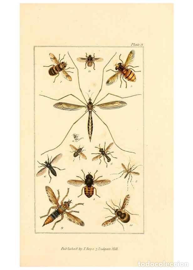 Sammeln von Zeitschriften und Zeitungen: Reproducci&oacute;n/Reproduction 49679777783: The entomologist's useful compendium;. London,Printed for T.