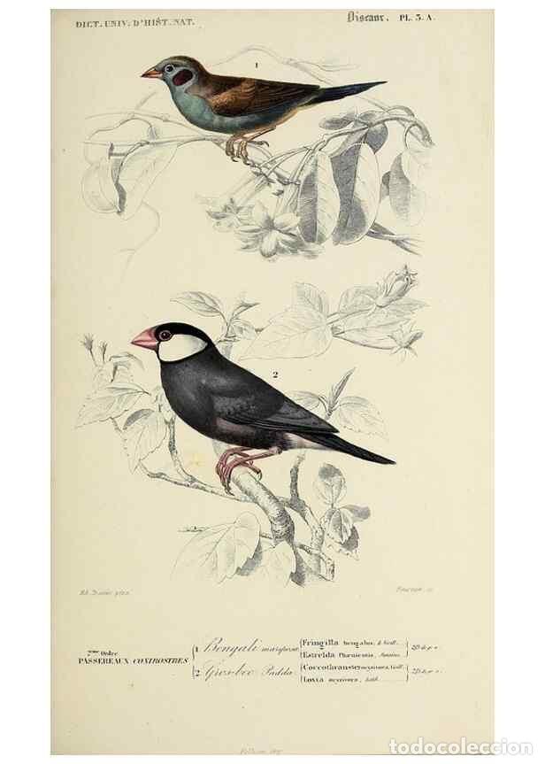 Sammeln von Zeitschriften und Zeitungen: Reproducci&oacute;n/Reproduction 49724054006: Dictionnaire universel d'histoire naturelle :. Paris :Chez le