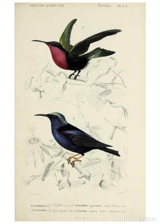 Sammeln von Zeitschriften und Zeitungen: Reproducci&oacute;n/Reproduction 49724055501: Dictionnaire universel d'histoire naturelle :. Paris :Chez le