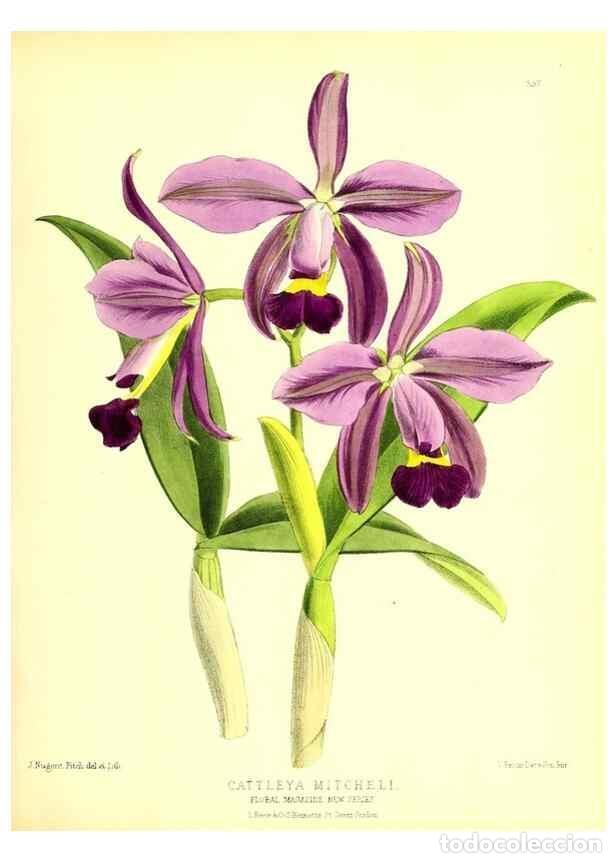 Sammeln von Zeitschriften und Zeitungen: Reproducci&oacute;n/Reproduction 49679879643: The floral magazine;. London,L. Reeve & Co.. - Dombrain, Henr