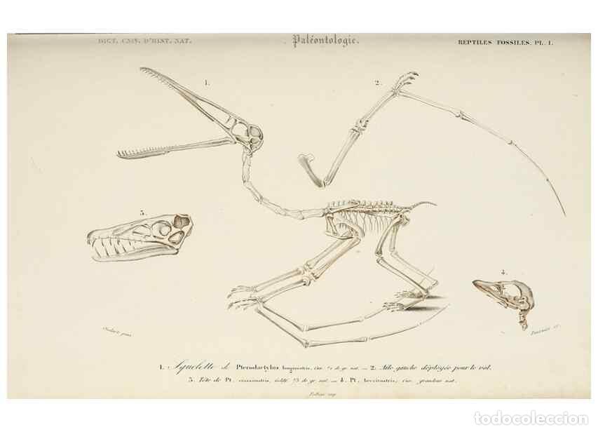 Sammeln von Zeitschriften und Zeitungen: Reproducci&oacute;n/Reproduction 49724551472: Dictionnaire universel d'histoire naturelle :. Paris :Chez le