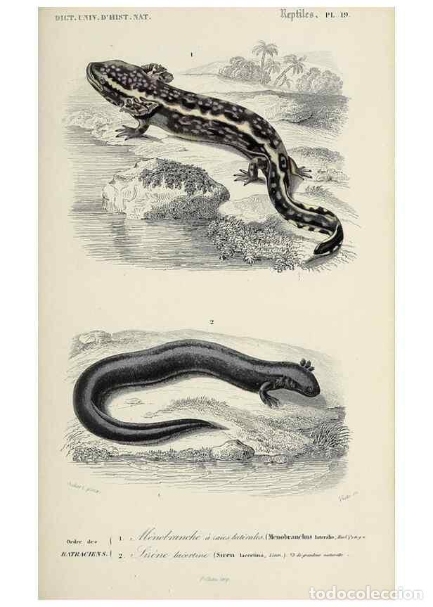 Collezionismo di Riviste e Giornali: Reproducci&oacute;n/Reproduction 49723699658: Dictionnaire universel d'histoire naturelle :. Paris :Chez le