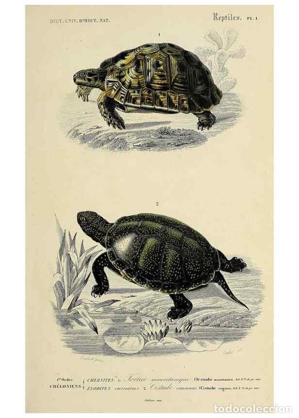 Collezionismo di Riviste e Giornali: Reproducci&oacute;n/Reproduction 49724545217: Dictionnaire universel d'histoire naturelle :. Paris :Chez le