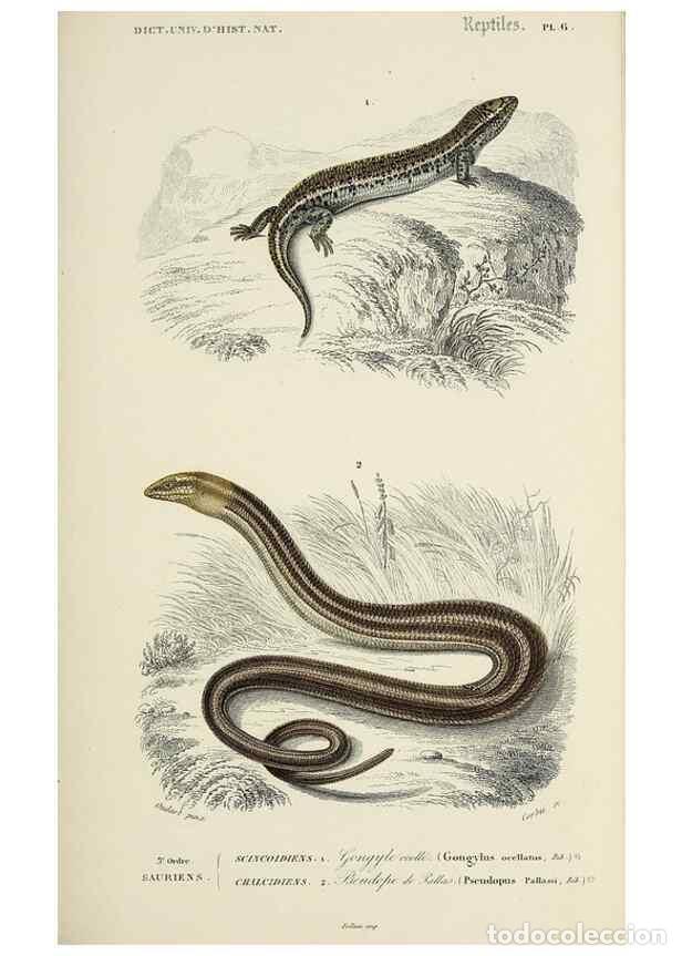 Collezionismo di Riviste e Giornali: Reproducci&oacute;n/Reproduction 49723695903: Dictionnaire universel d'histoire naturelle :. Paris :Chez le