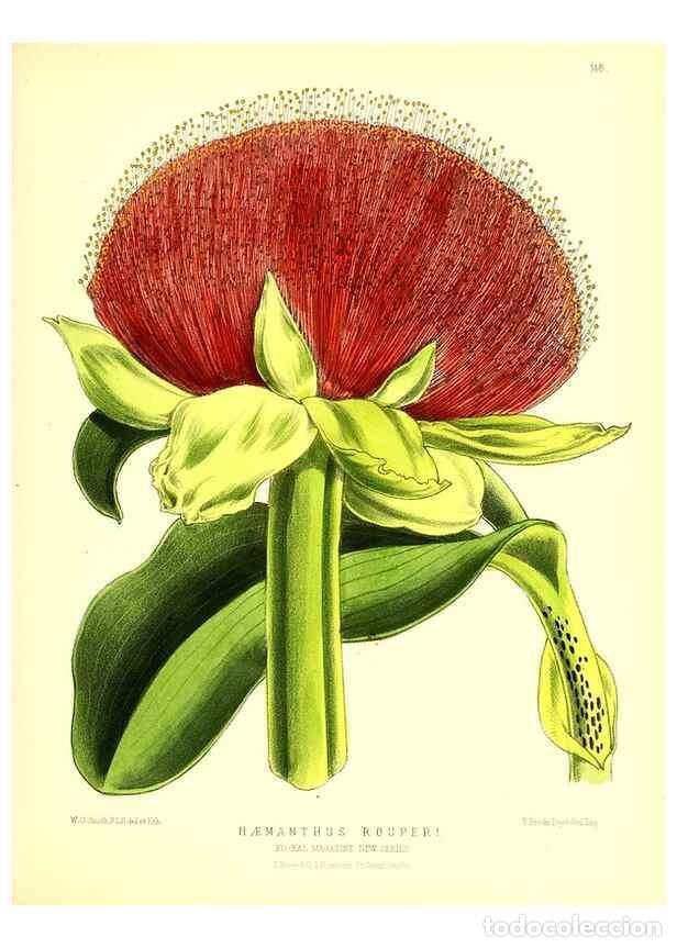 Collezionismo di Riviste e Giornali: Reproducci&oacute;n/Reproduction 49679324823: The floral magazine;. London,L. Reeve & Co.. - Dombrain, Henr