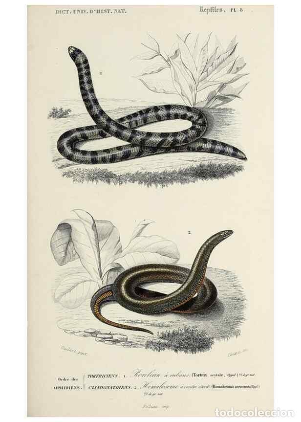 Collezionismo di Riviste e Giornali: Reproducci&oacute;n/Reproduction 49723696528: Dictionnaire universel d'histoire naturelle :. Paris :Chez le