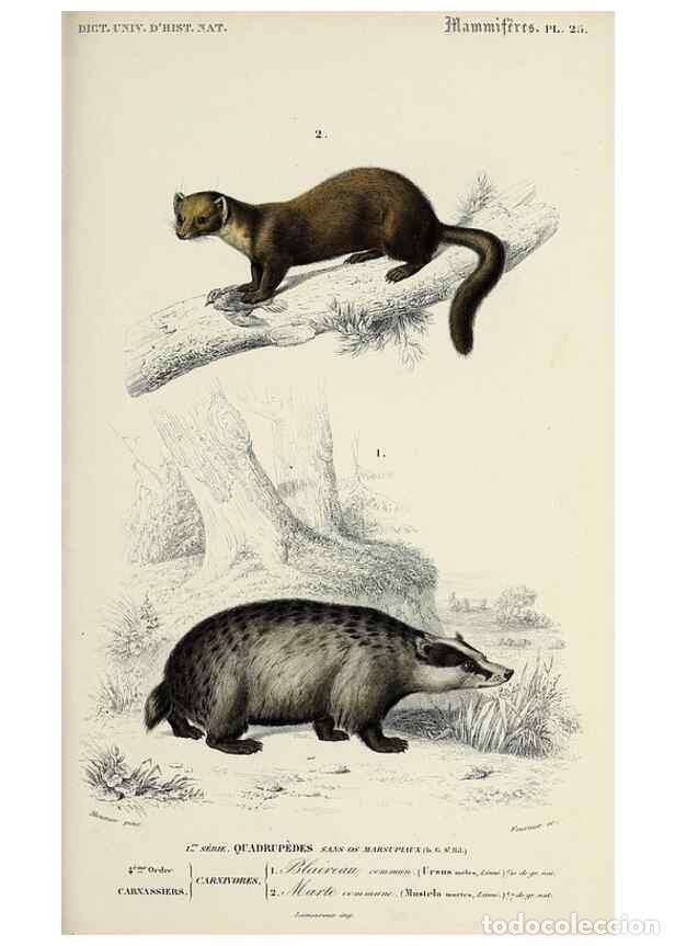 Collezionismo di Riviste e Giornali: Reproducci&oacute;n/Reproduction 49724039771: Dictionnaire universel d'histoire naturelle :. Paris :Chez le