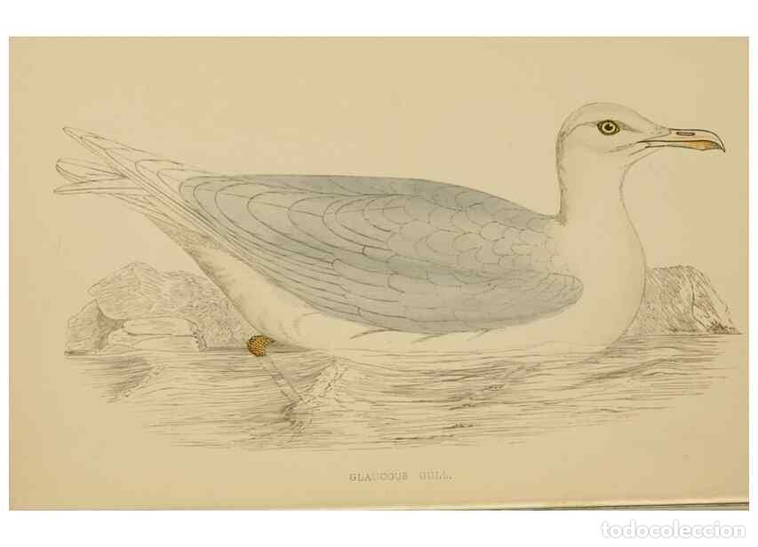 Colecionismo de Revistas e Jornais: Reproducci&oacute;n/Reproduction 49678921923: A history of British birds.. London,Groombridge and Sons,[186