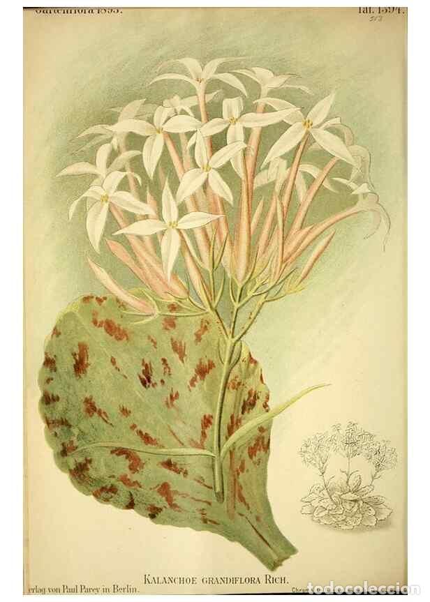 Colecionismo de Revistas e Jornais: Reproducci&oacute;n/Reproduction 49721310976: Gartenflora.. Erlangen :F. Enke,1852-1940.. - Deutsche Garten