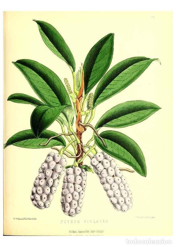 Colecionismo de Revistas e Jornais: Reproducci&oacute;n/Reproduction 49680150862: The floral magazine;. London,L. Reeve & Co.. - Dombrain, Henr