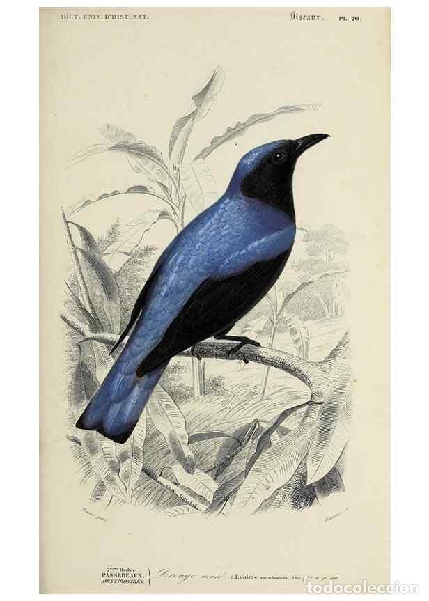 Colecionismo de Revistas e Jornais: Reproducci&oacute;n/Reproduction 49723516928: Dictionnaire universel d'histoire naturelle :. Paris :Chez le