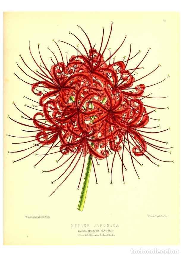 Colecionismo de Revistas e Jornais: Reproducci&oacute;n/Reproduction 49680152917: The floral magazine;. London,L. Reeve & Co.. - Dombrain, Henr