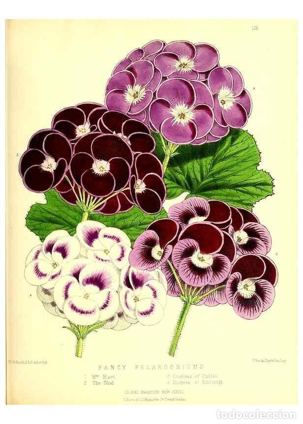 Colecionismo de Revistas e Jornais: Reproducci&oacute;n/Reproduction 49680149767: The floral magazine;. London,L. Reeve & Co.. - Dombrain, Henr